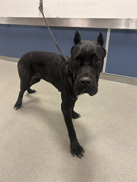 Photo of Coco, adoptable Cane Corso Mastiff in Miami, Florida