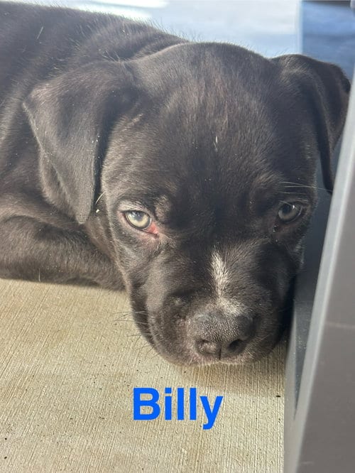 Photo of Dolly’s Dreamers - Billy, adoptable American Staffordshire Terrier in San Diego, California