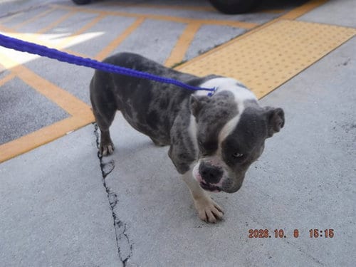 Photo of Giblet, adoptable American Bulldog in Miami, Florida