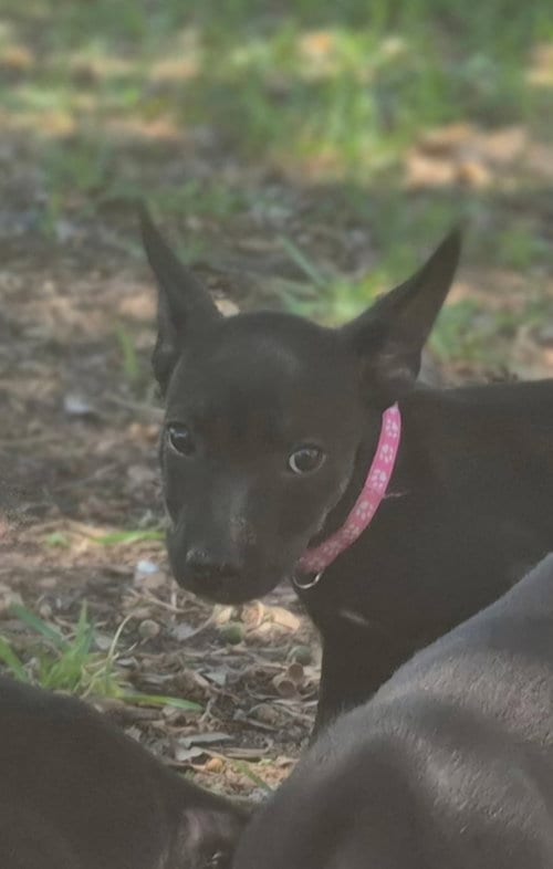 Photo of Sinclair, adoptable Labrador Retriever in The Woodlands, Texas