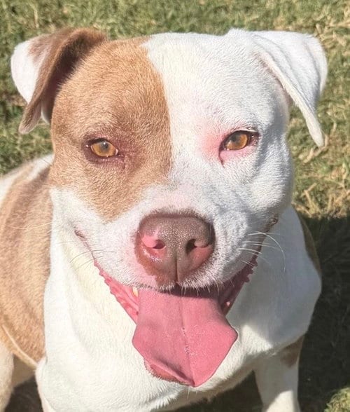 Photo of Ivan, adoptable American Pit Bull Terrier in Carrollton, Georgia
