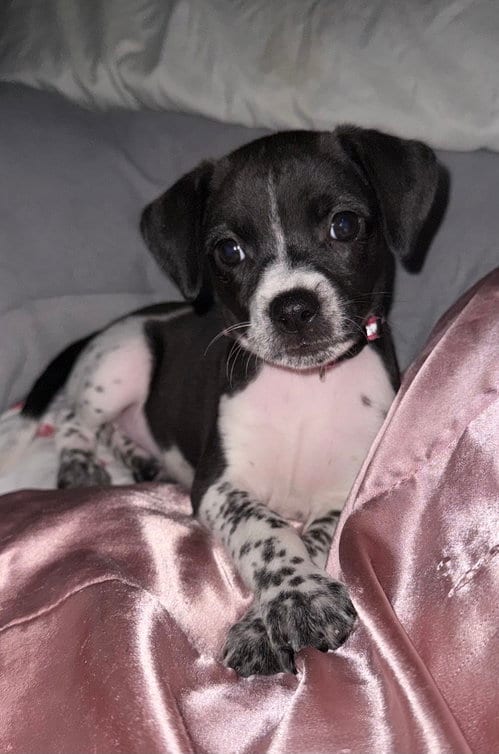 Photo of Trouble, adoptable Terrier in Hillside, Illinois
