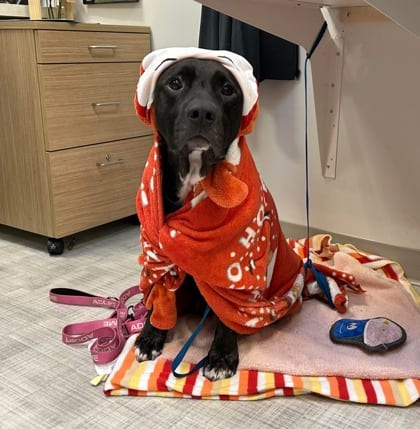Photo of Wonder Woman, adoptable dog in Chamblee, Georgia