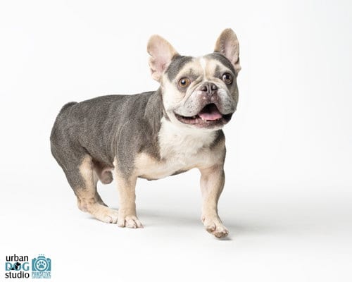 Photo of Frankie - M, adoptable French Bulldog in Tampa, Florida