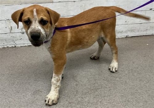 Photo of Roco, adoptable Australian Cattle Dog/Blue Heeler in San Bernardino, California