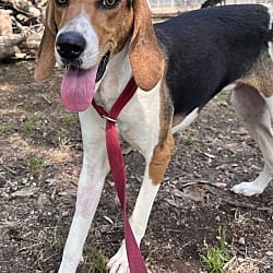 Photo of Jenny Lynn, adoptable Treeing Walker Coonhound in Chicopee, Massachusetts