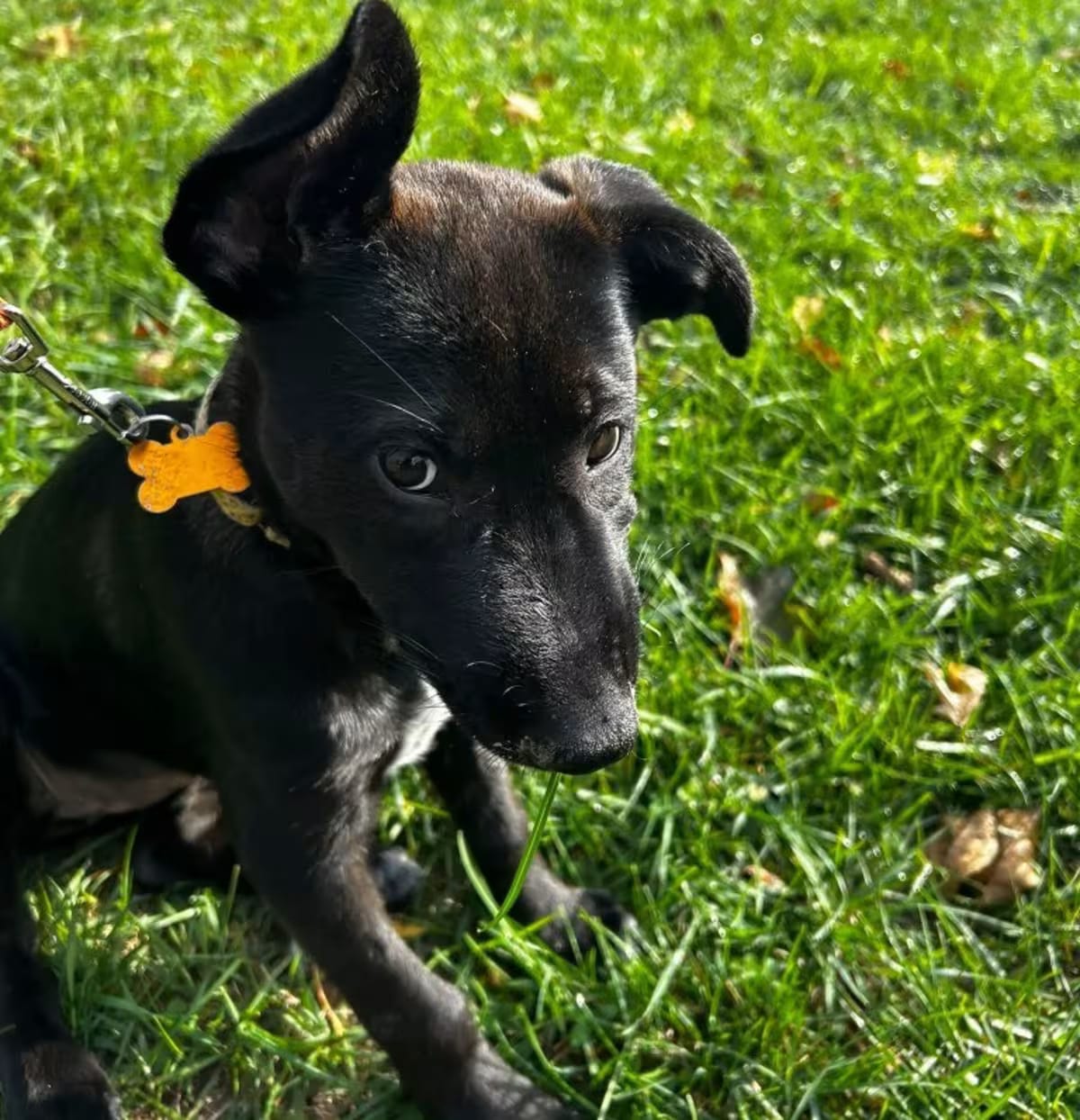 Photo of Bumper, adoptable German Shepherd Dog Labrador Retriever in St. Paul, Minnesota