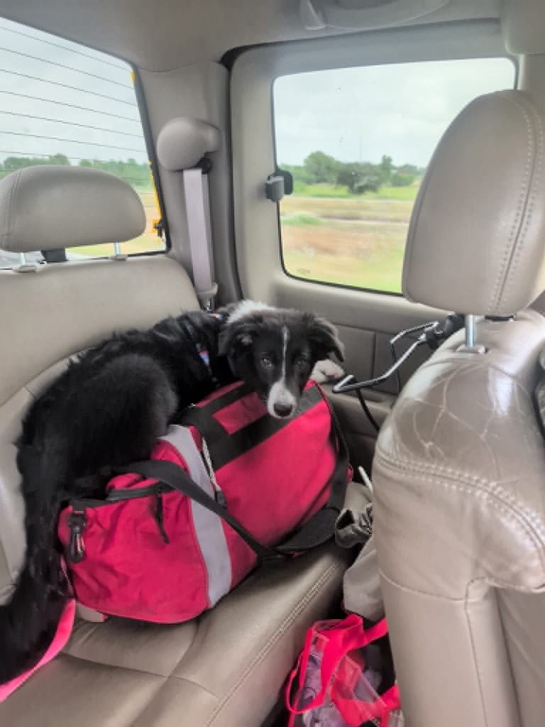 Photo of Ariel, adoptable Border Collie in Texas