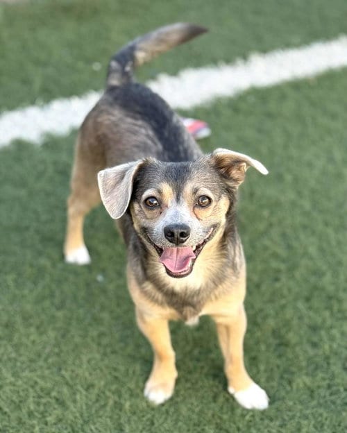 Photo of Buster, adoptable Chihuahua in Phoenix, Arizona