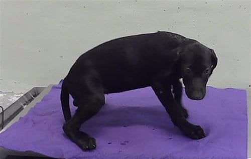 Photo of Layla, adoptable Doberman Pinscher in Houston, Texas