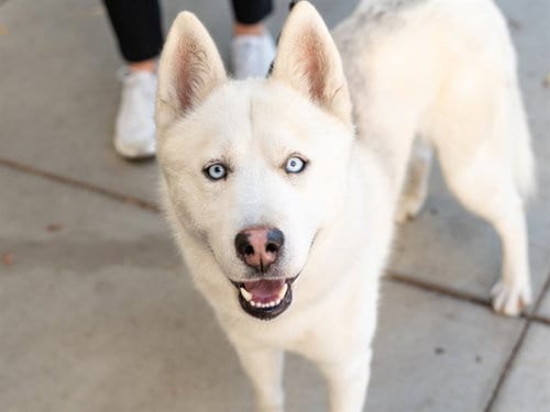 Photo of Yukon, adoptable Siberian Husky in Martinez, California