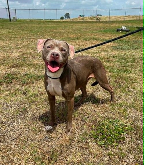 Photo of Julie, adoptable Terrier in Abbeville, Louisiana