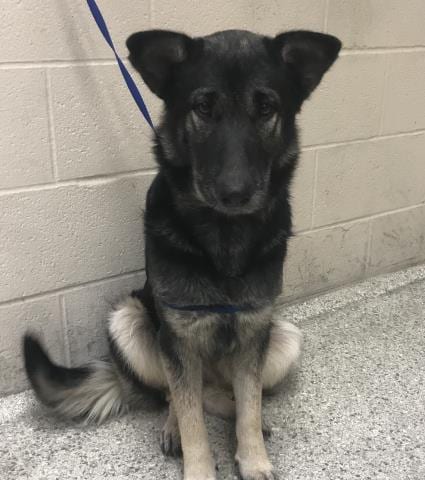 Photo of A433077, adoptable German Shepherd Dog in Conroe, Texas
