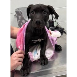 Photo of Homer, adoptable American Pit Bull Terrier in Kansas City, Missouri