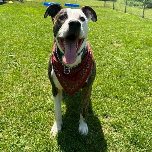 Photo of Snoopy, adoptable Pit Bull Terrier in Muskegon, Michigan