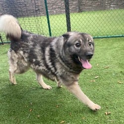 Photo of Turtle 1120, adoptable Norwegian Elkhound in Loxahatchee, Florida
