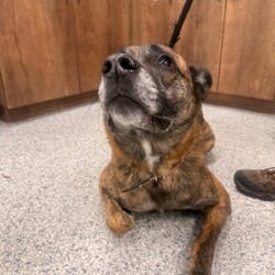 Photo of Chief 2846, adoptable German Shepherd Dog Labrador Retriever in Loxahatchee, Florida