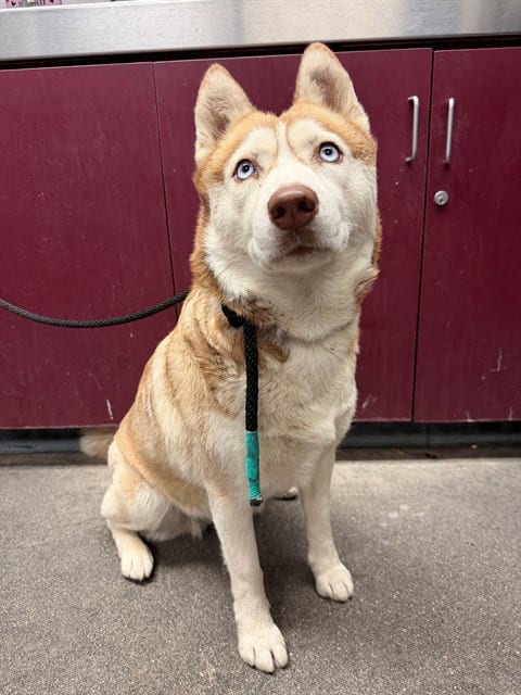 Photo of Lady, adoptable Siberian Husky in Downey, California