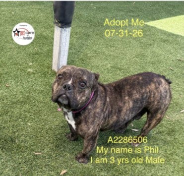 Photo of Phil, adoptable French Bulldog in Los Angeles, California