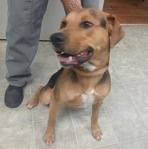 Photo of Ox: At shelter, adoptable Hound in Rustburg, Virginia