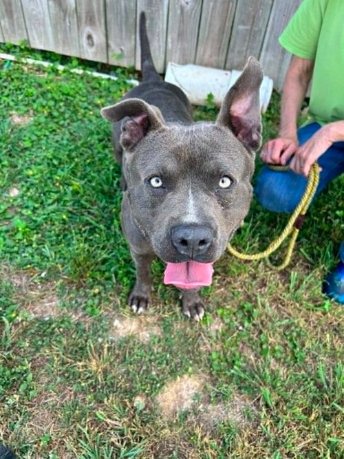Photo of Champ, adoptable Terrier in Abbeville, Louisiana