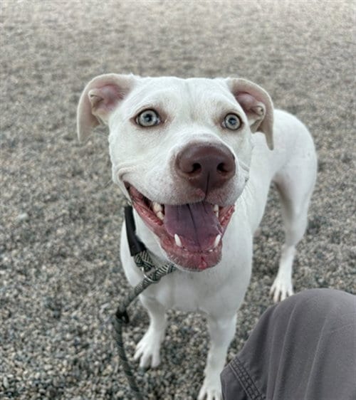 Photo of Elsa, adoptable American Pit Bull Terrier in Mesa, Arizona