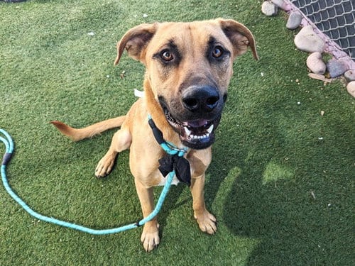 Photo of Gimli, adoptable Black Mouth Cur in Phoenix, Arizona