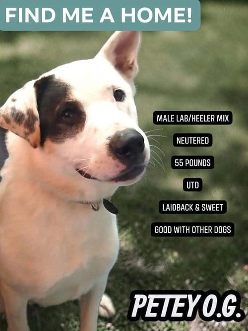 Photo of Petey, adoptable Labrador Retriever in Westwood, New Jersey