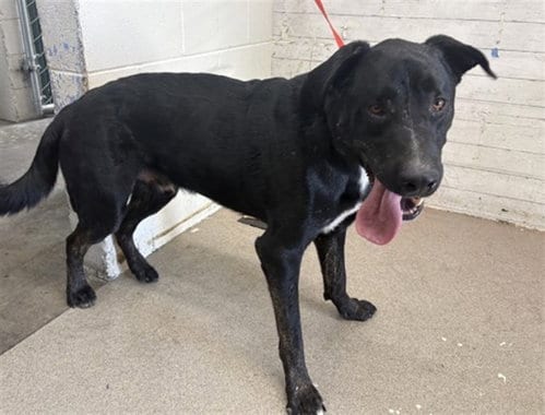 Photo of Gideon, adoptable German Shepherd Dog in San Bernardino, California