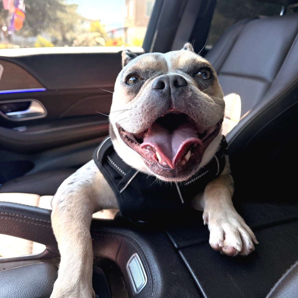 Photo of Bubbles, adoptable Bulldog / Mixed Breed (Medium) in San Francisco, California