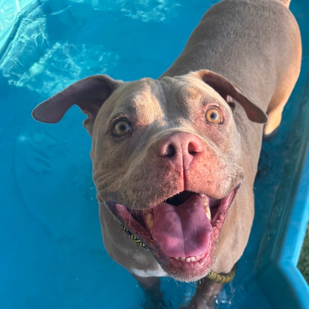 Photo of Luna, adoptable Terrier, American Staffordshire in Henderson, Nevada