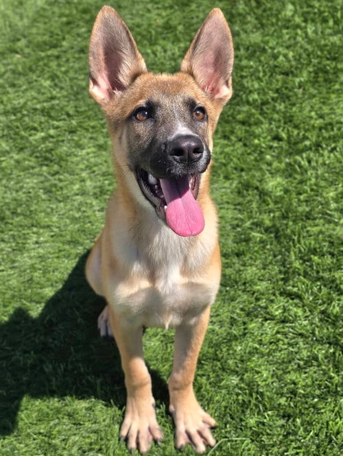 Photo of Rigatoni, adoptable German Shepherd Dog in Sedalia, Colorado