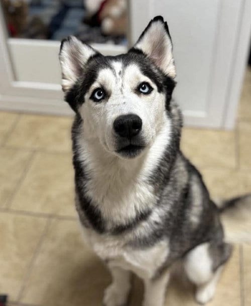 Photo of Canela, adoptable Siberian Husky in Matawan, New Jersey