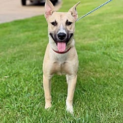Photo of Daisy 1, adoptable Shepherd (Unknown Type) in East Hartford, Connecticut