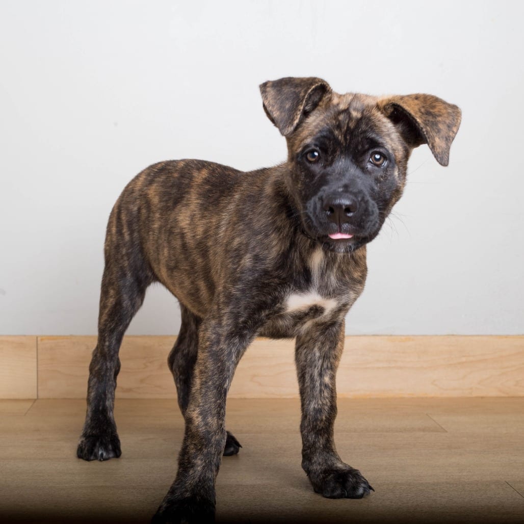 Photo of Winnie D71415, adoptable Catahoula Leopard Dog / Shepherd in Minnesota, Minnesota