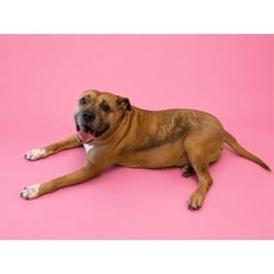 Photo of Nina, adoptable Terrier (Unknown Type, Medium) in Doral, Florida
