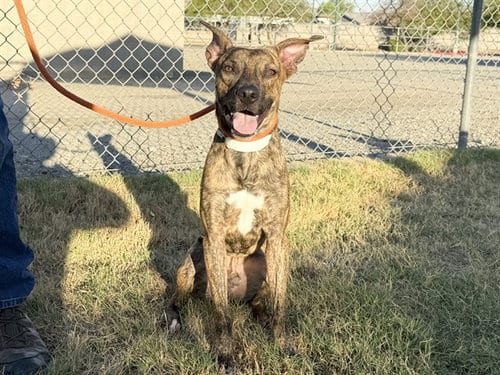 Photo of Pablo, adoptable American Pit Bull Terrier in Phoenix, Arizona