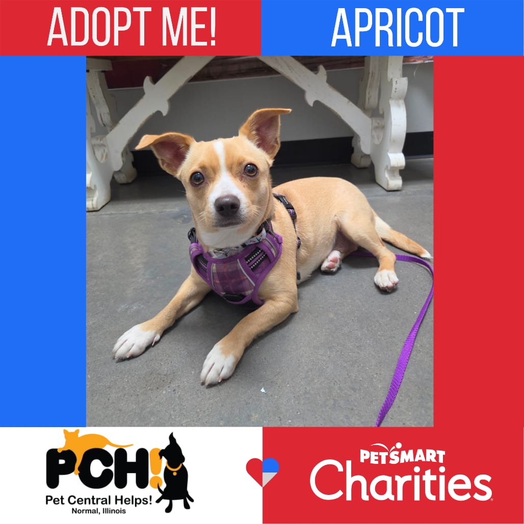 Photo of Apricot, adoptable Chihuahua / Dachshund in Normal, Illinois