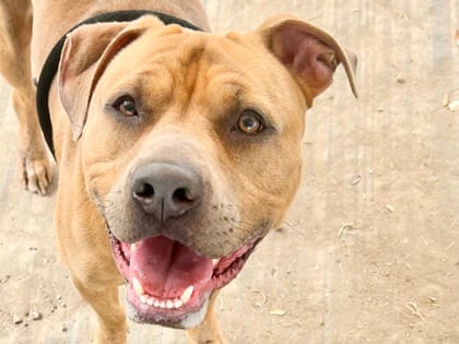 Photo of Guy, adoptable dog in Georgetown, Texas
