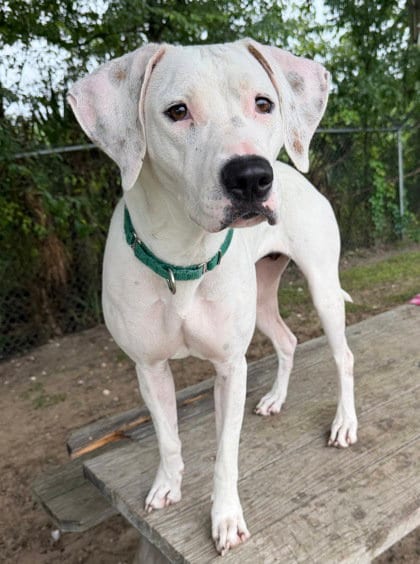 Photo of LIttle Miss Muffet, adoptable Pit Bull Terrier in Inverness, Florida