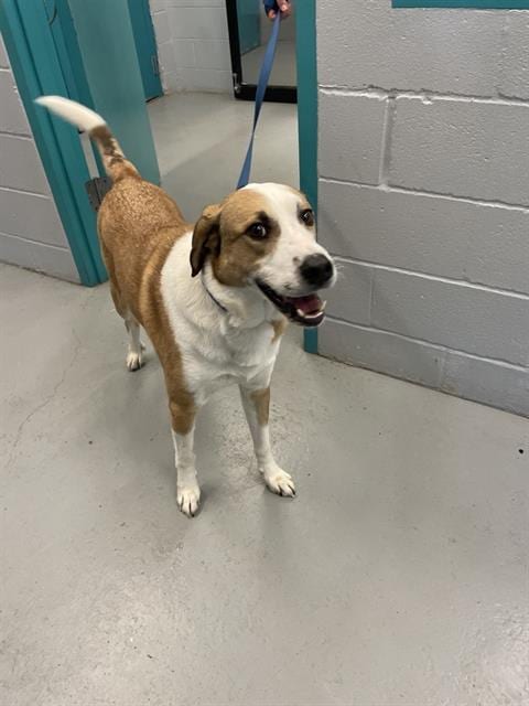 Photo of Chorizo, adoptable Labrador Retriever in Waco, Texas