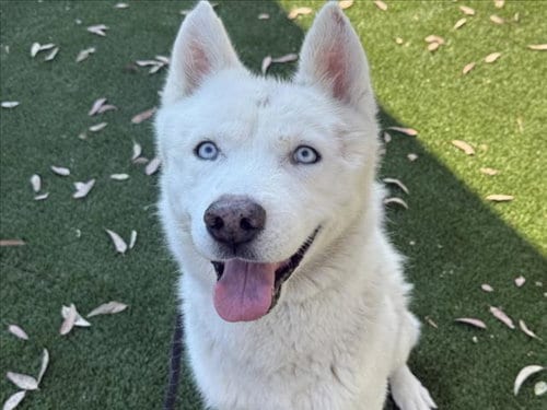 Photo of Poof, adoptable Siberian Husky in Los Angeles, California