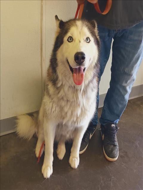Photo of Nala, adoptable Siberian Husky in Los Angeles, California