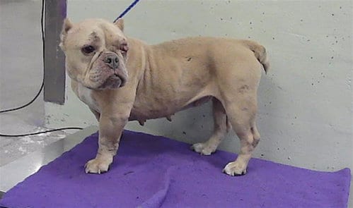 Photo of Remi, adoptable Bulldog in Houston, Texas