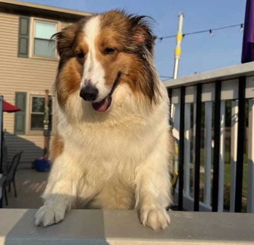 Photo of Sadie Grace, adoptable Shetland Sheepdog Sheltie in Dublin, Ohio