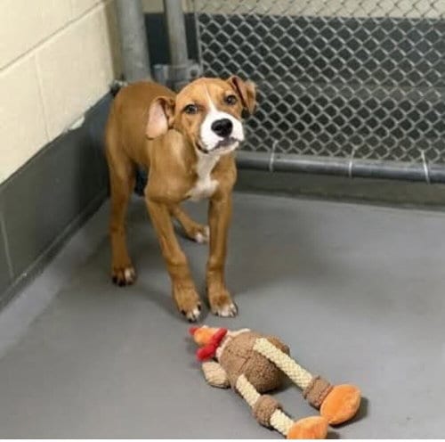 Photo of Cece, adoptable Boxer in garner, North Carolina