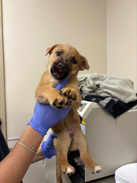 Photo of Cyprian, adoptable German Shepherd Dog in Sacramento, California