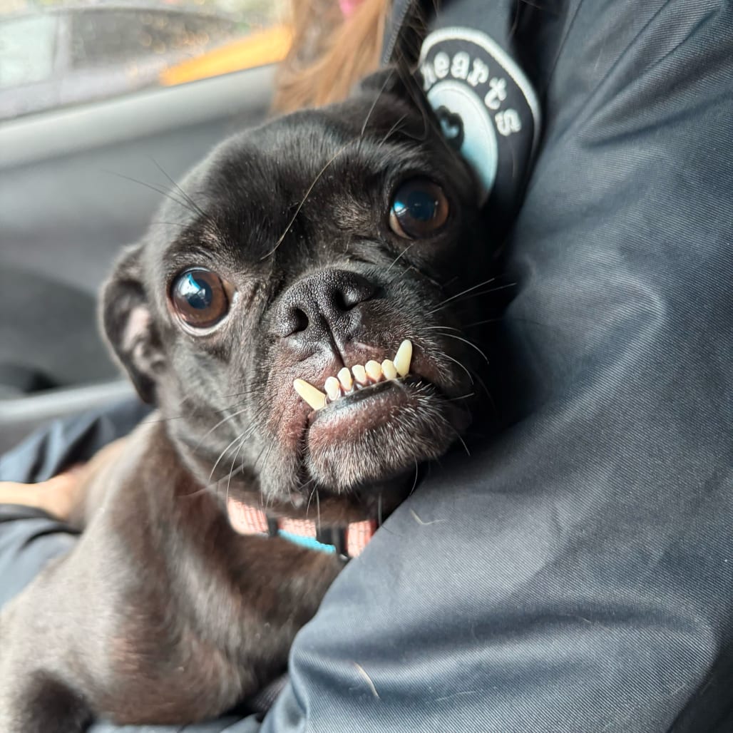Photo of Dolly Polly, adoptable Pug / Chihuahua