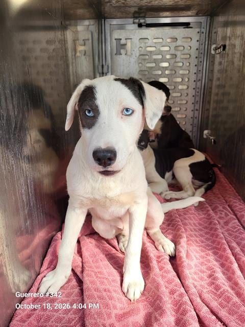 Photo of Hershy, adoptable American Staffordshire Terrier in San Antonio, Texas