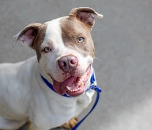 Photo of Tyai- IN FOSTER, adoptable dog in Chamblee, Georgia